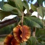 Image result for Combretum hereroense