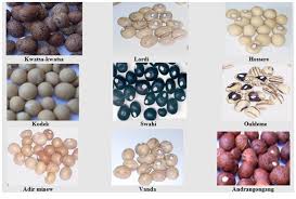 Image result for Vigna subterranea