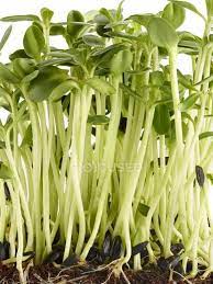 Sprouting Sunflower Seeds On White Background Close Up Organic Plants Stock Photo 180703604