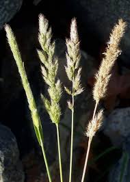 Image result for Polypogon