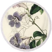 Image result for Bignonia callistegioides