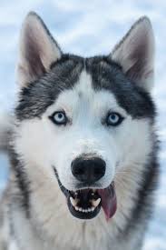 Browse 6,150 siberian husky dogs stock photos and images available, or start a new search to explore more stock photos and images. 10 Fascinating Facts About Siberian Huskies White Siberian Husky Siberian Dog Husky Dogs