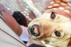 How do you stop a puppy from running and jumping? What Do I Do To Get My Dog To Stop Jumping Up On Guests Puppy In Training