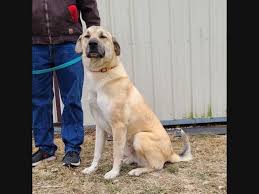 Find turkish kangal dogs and puppies for sale in the uk near me. Clayton Richmond Heights Pets Up For Adoption Meet Missouri Clarksville Zeus Missouri Clarksville Apollo Wiley More Clayton Mo Patch