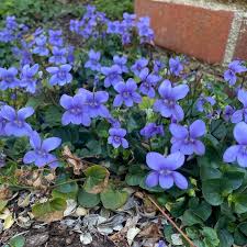 Image result for Viola abyssinica