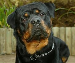 Rottweiler Kuyrugu Nicin Kesilme Li Z