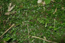 Image result for Arthropteris