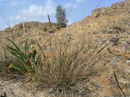 Image result for Aristida adscensionis
