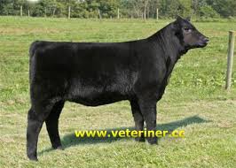 Maine Anjou Sigir Irki Www Veteriner Cc Veterinerler