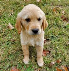 Sammy Golden Retriever Puppy 655587 Puppyspot