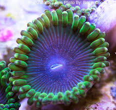 Zoabrary Zoanthid Id The Zoanthid Library