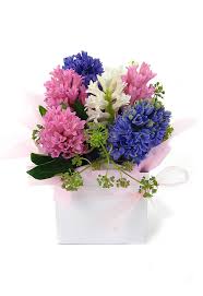 Maybe you would like to learn more about one of these? Hyacinths Same Day Flower Delivery Melbourne