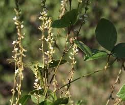 Image result for Teramnus labialis