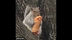 Originally, the vine is about a kid singing a misheard lyric from the r&b song thinkin' bout you by frank ocean. Dumbdisease A Potato Flew Around My Room