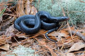 Snakes are elongated, legless, carnivorous reptiles of the suborder serpentes /sɜːrˈpɛntiːz/. Longest Snake In North America Found Breeding In Alabama For First Time Since 1954 Al Com