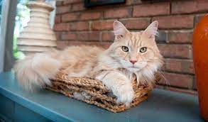 They are very intelligent friendly cats and also very playful and curious. Maine Coon Cat Breed Information