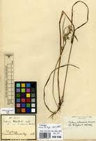 Image result for Scleria mikawana
