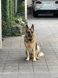 Austin TX Lost and Found Pets