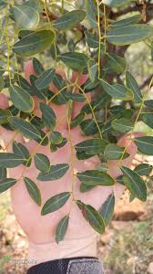 Image result for Burkea