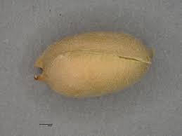 Image result for Crotalaria senegalensis