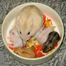 Felinefox3 S Image Cute Hamsters Cute Funny Animals Hamster