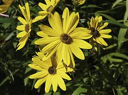 Same day delivery · from $19.99 · 20% off all items Perennial Sunflower Types Orchid Flowers