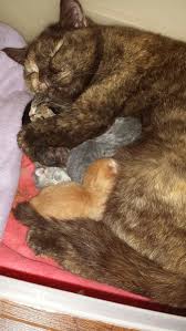 My Cat Gave Birth Today She Cuddles Them And Looks So Content Cute Cats Kittens Cutest Mama Cat