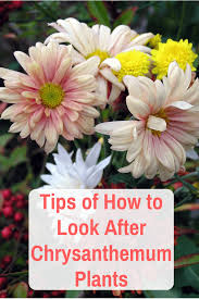Pin On Chrysanthemums Care