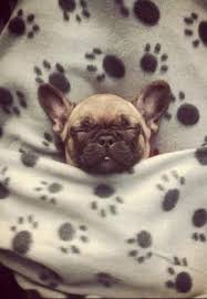Snug As A Bug In A Rug Cute Animals Baby Animals Cute Dogs