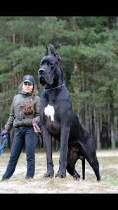 Pin On Big Pooches