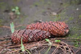 We did not find results for: Pohon Peneduh Dan Penghasil Getah Yang Bermanfaat Pinus Planter And Forester