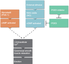 Image result for Intraurethral Alprostadil