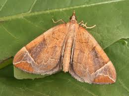 Image result for Eulithis testata