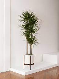 Water dragons do not naturally interact with humans frequently. How To Care For And Grow Your Dragon Tree Plant Care Tips And More La Residence
