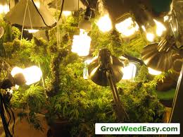 How To Grow Weed With Cfls Grow Weed Easy