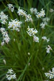 Image result for Tulbaghia fragrans
