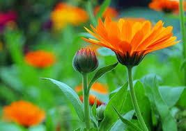 Wettervorhersage Im Garten Diese Pflanzen Sagen Das Wetter Voraus Garten Pflanzen Pflanzen Garten