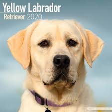 Image result for labrador retrívr