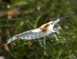 Their lifespans are significantly shortened by stress. Freshwater Aquarium Shrimp The 10 Freshwater Shrimp Species