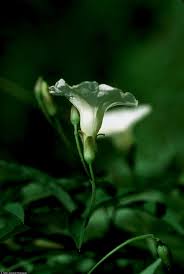 Image result for Merremia quinquefolia