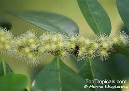 Image result for Suregada