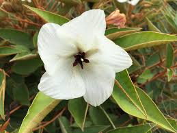 Image result for Malvaceae subfamily Grewioideae