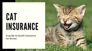 Pet insurance can help you take great care of your pet but choosing the right provider can be confusing. Cat Insurance Plans New Plans For 2021 365 Pet Insurance