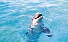 Animals Wallpaper Ocean Animals Dolphins Ocean Animals Animals