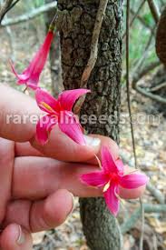 Image result for Ixora seretii