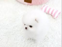 Get the best deals on price of pomeranian dog in philippines ads in philippines. Teacup Pomeranian For Sale Best Prices From Top Breeders