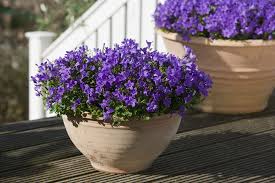 Nu poţi să mai interacţionezi. Florile Campanula Rezista La Frig Si Infloresc Tot Anul Adela Parvu Interior Design Blogger