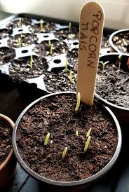 Popcornmais Selber Anbauen Aus Dem Garten Gruneliebe In 2020 Popcorn Mais Gemuseanbau Krauter Pflanzen