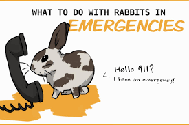 Pet food assistance available through the leon county humane society. Rabbit Emergencies What To Do If You Can T Get To A Vet
