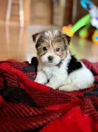 Yorkshire Terrier Parti Yorkie Puppy 6 Weeks Old First Day Home In 2020 Yorkshire Terrier Puppy Yorkie Yorkie Puppy Yorkshire Terrier Puppies